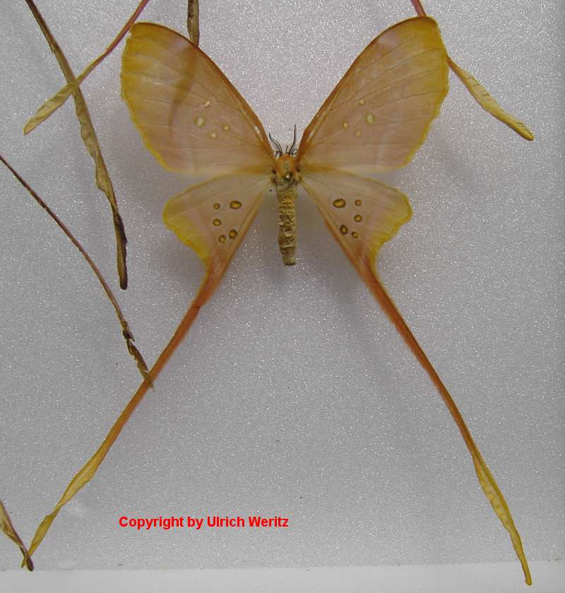 SATURNIIDAE World Homepage für den Saturniidenfreund